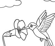 Coloriage Colibri planant pr&egrave;s d'une fleur d'hibiscus