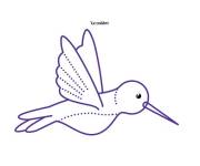 Coloriage Colibri point par point