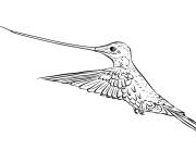 Coloriage Colibri porte-&eacute;p&eacute;e