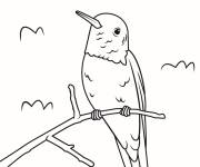 Coloriage Colibri posant sur une branche pour petits
