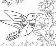 Coloriage Colibri pour les enfants d'&acirc;ge pr&eacute;scolaire