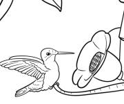 Coloriage Colibri pr&egrave;s d'une mangeoire &agrave; oiseaux avec du nectar