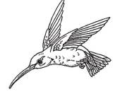 Coloriage Colibri PS