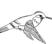 Coloriage Colibri qui vole