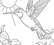 Coloriage Colibri radieux embl&eacute;matique