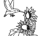 Coloriage et dessins gratuit Colibri ramasse de nectre de tournesols à imprimer