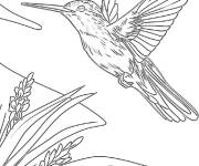 Coloriage Colibri rapide envol&eacute;