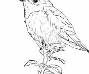 Coloriage colibri r&eacute;aliste de base