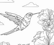 Coloriage Colibri r&eacute;aliste en vol pour adulte