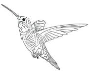 Coloriage Colibri regardant en haut