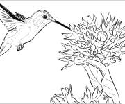 Coloriage Colibri roux en noir et blanc