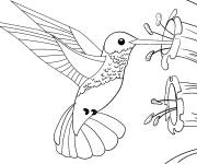 Coloriage Colibri se nourrissant cp