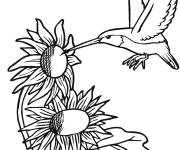 Coloriage Colibri se nourrit de tournesol
