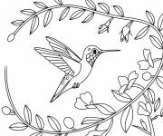 Coloriage Colibri se pose sur une branche
