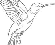 Coloriage Colibri simple qui vole