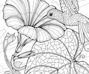 Coloriage colibri sirote de nectre