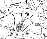 Coloriage colibri sirote le nectar d&rsquo;un hibiscus