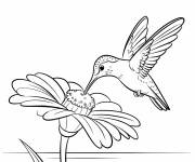 Coloriage Colibri sirote le nectre