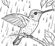 Coloriage Colibri sous la pluie
