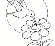 Coloriage Colibri sous les rayons de soleil