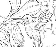 Coloriage Colibri su&ccedil;ant le nectar d'une fleur