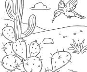 Coloriage Colibri sur Cactus