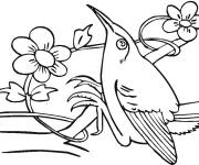 Coloriage Colibri sur une branche fleurie