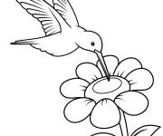 Coloriage Colibri sur une fleur &agrave; cinq p&eacute;tale