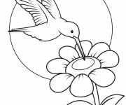 Coloriage colibri sur une fleur gratuit &agrave; impri