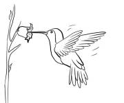 Coloriage et dessins gratuit Colibri sur une tulipe à imprimer