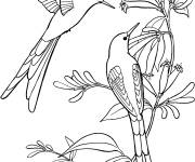 Coloriage Colibri Sylphe &agrave; queue d'azur