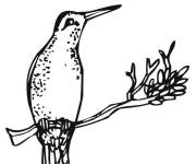 Coloriage Colibri tout seul