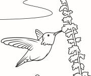 Coloriage Colibri utilisant son bec pour la nourriture