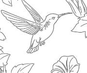 Coloriage Colibri visiteur de la vigne