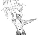 Coloriage Colibri vivant de la nourriture