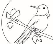 Coloriage Colibris devant le grand soleil