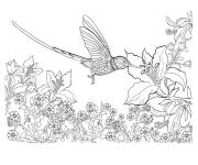 Coloriage Colibris en grand section