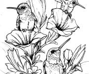 Coloriage Colibris oiseaux adorable au crayon