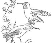 Coloriage Colibris roux sur une plante