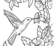 Coloriage Coloration Colibri &agrave; gorge rubis