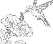 Coloriage Copain de floraison de colibri