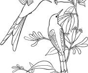 Coloriage Couple Colibri &agrave; la recherche de la nourriture
