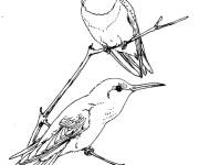 Coloriage Couple colibris &agrave; gorge rubis