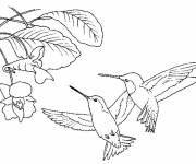 Coloriage Couple Colibris petite section