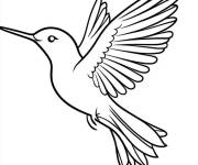 Coloriage Croquis Colibri dessin&eacute;