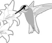 Coloriage et dessins gratuit Croquis Colibri ps à imprimer