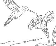 Coloriage Danse du colibri