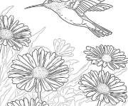 Coloriage Danse du colibri sur la marguerite