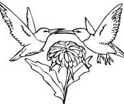 Coloriage Deux colibris autour d'une fleur