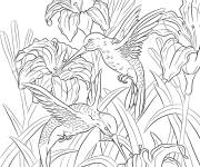 Coloriage Deux Colibris sirotent de nectre des fleurs
